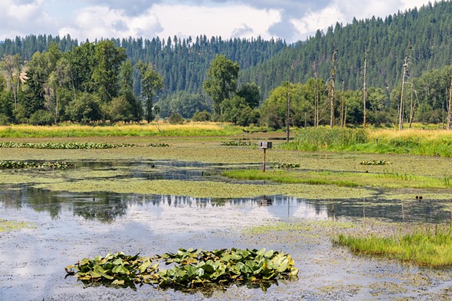 Cataldo Marsh