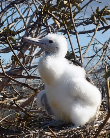 Blue Footed Boobie Chick