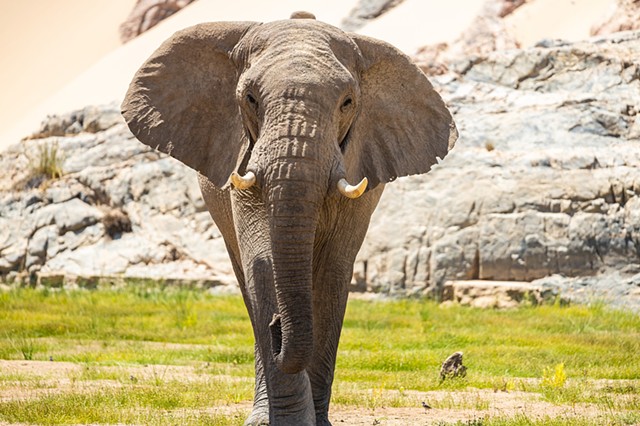 Danny the African Elephant 4