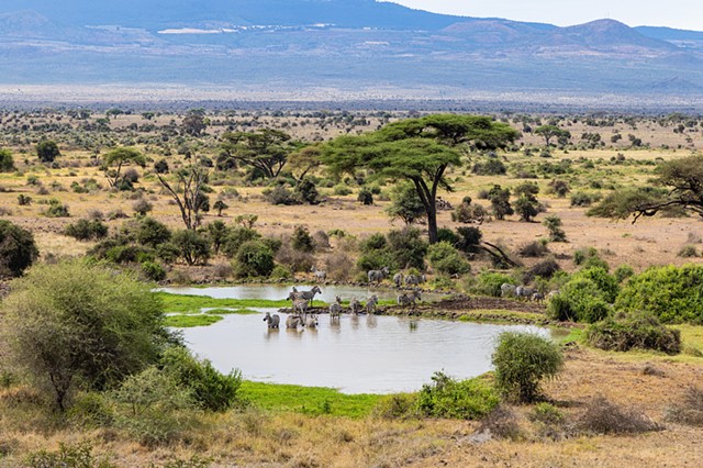 Zebra at the Watering Hole