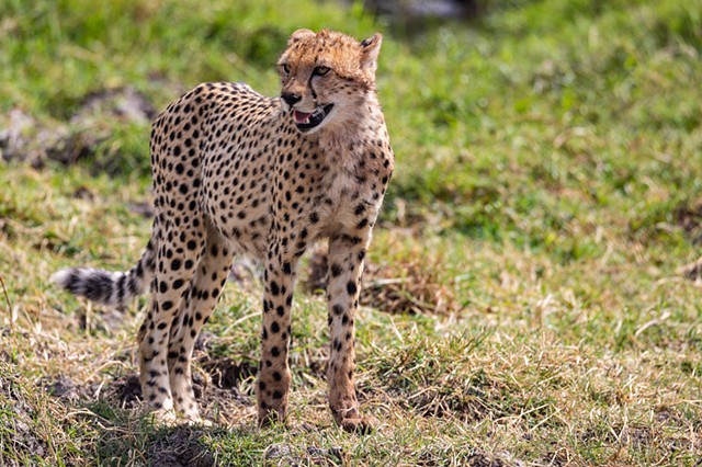 Cheetah Vibes