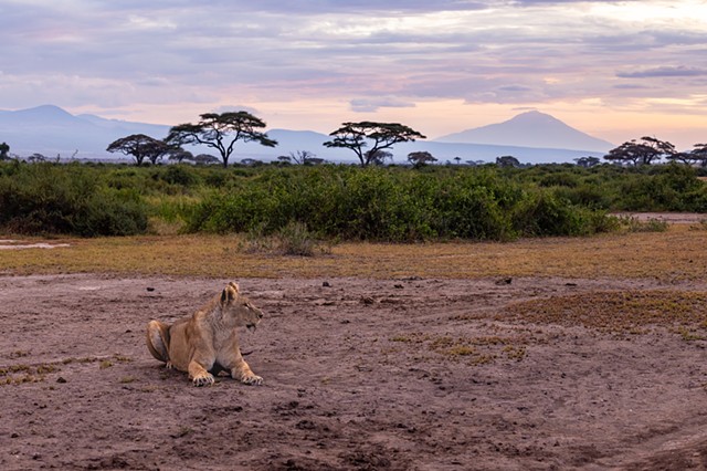Tired Old Lioness