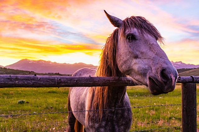 Horse and Sunset