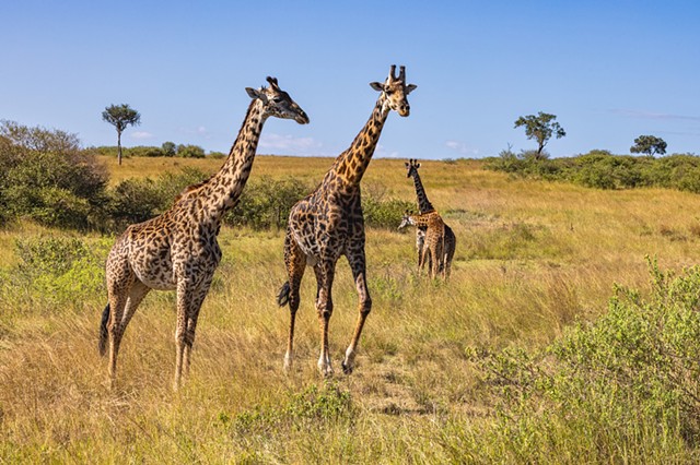 Giraffe Tower