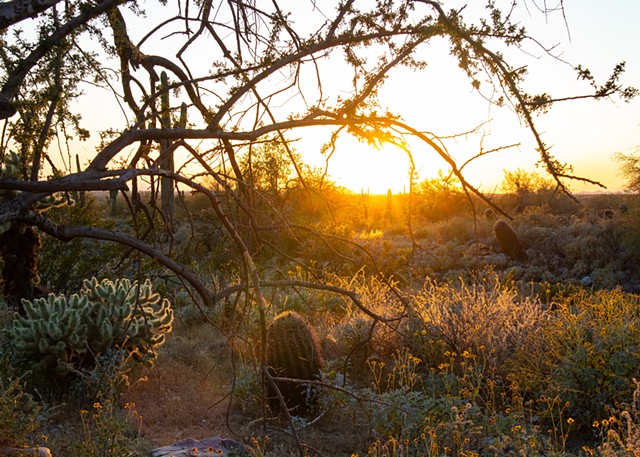McDowell Sonoran Preserve, Arizona