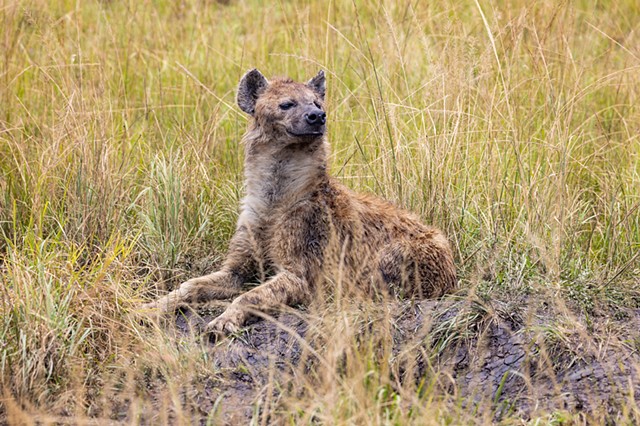 Mother Hyena