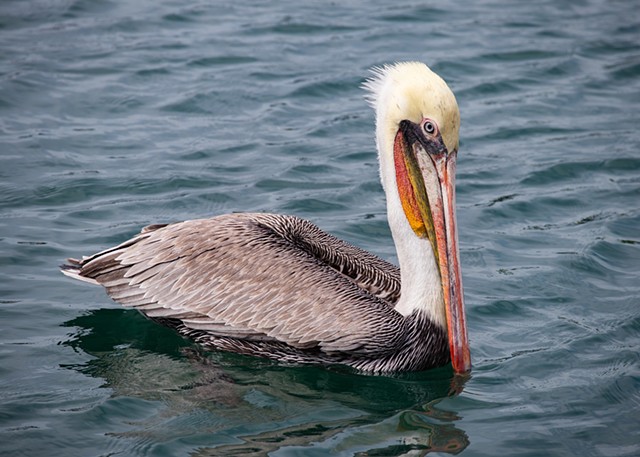 Pelican Zoom