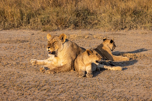 Lioness and Cubs at Lake Amboseli