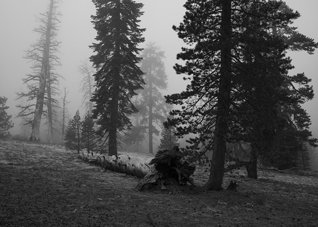 Sequoia Grey