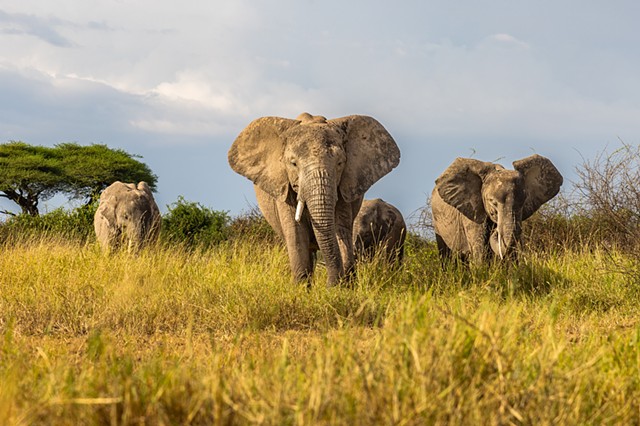 Elephants from Below