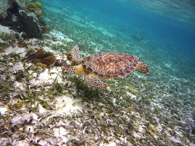 Belize Snorkel