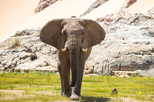 Danny the African Elephant 3