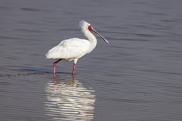 African Spoonbill