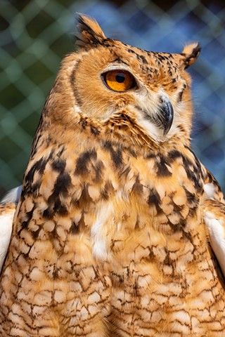 Oscar the Owl 2