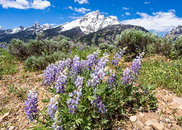 Spring in the Tetons 3