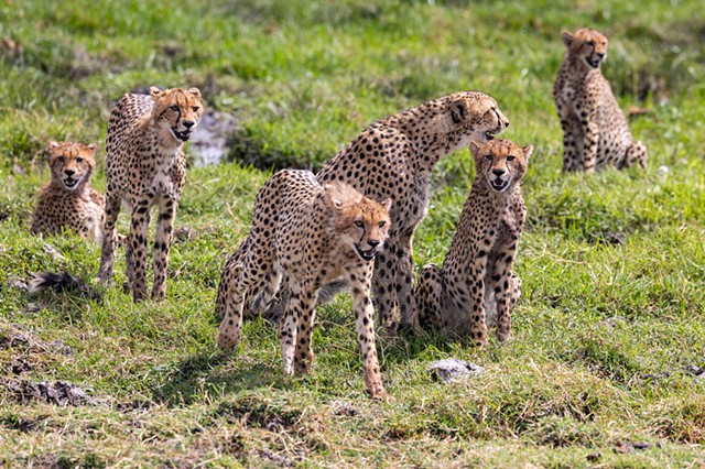 Cheetah Family