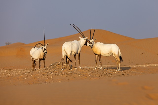 Arabian Oryx 3