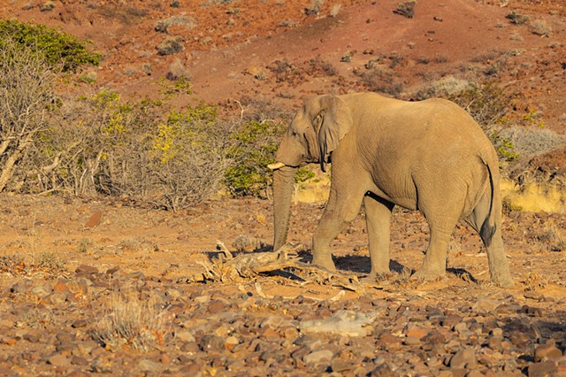 Desert Elephant 1