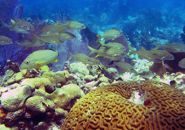 Key West Dive