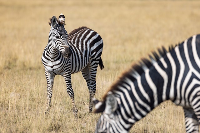 Baby Zebra