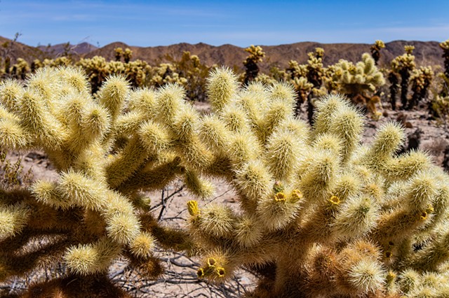 Missed the Cholla Bloom