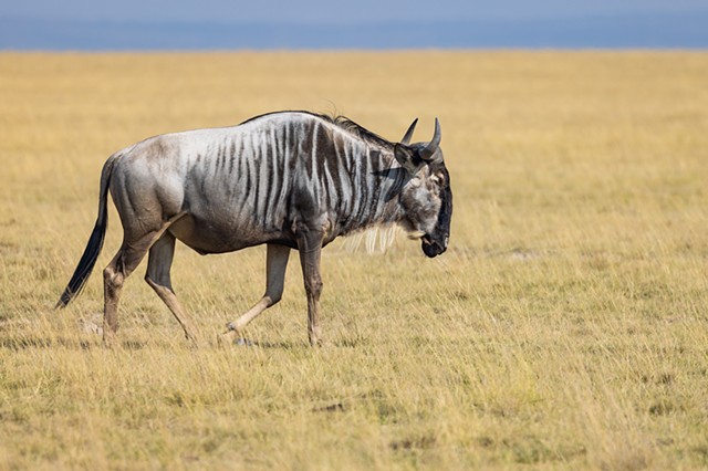 Wildebeest