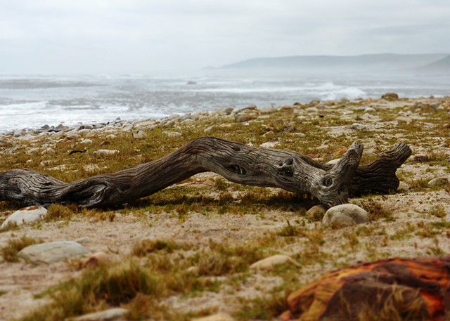 Cape Driftwood
