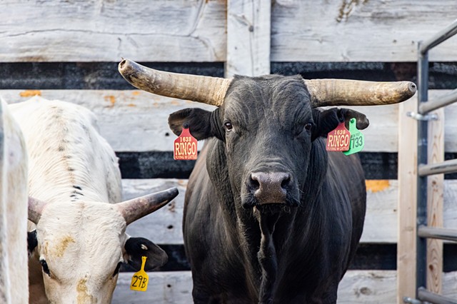 Jackson Hole Rodeo, WY