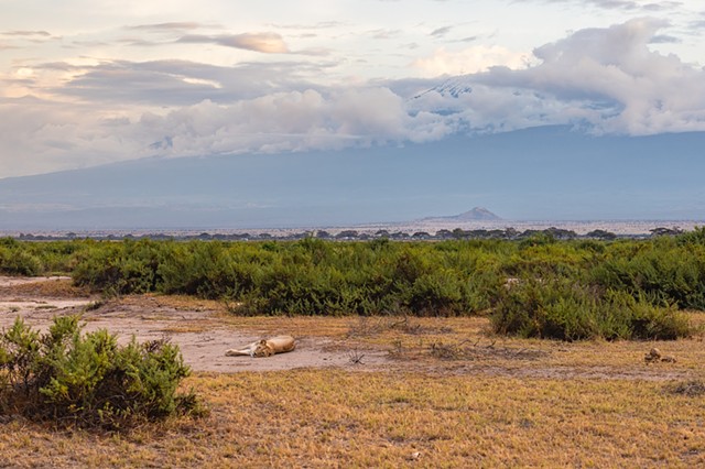 Lion under Mt. Kilimanjaro