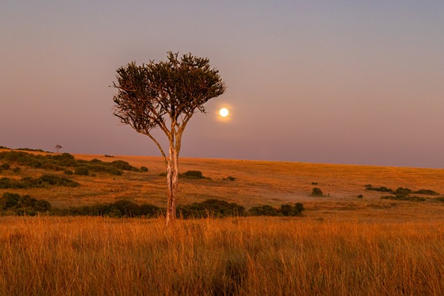 Mara Moon in the Morning