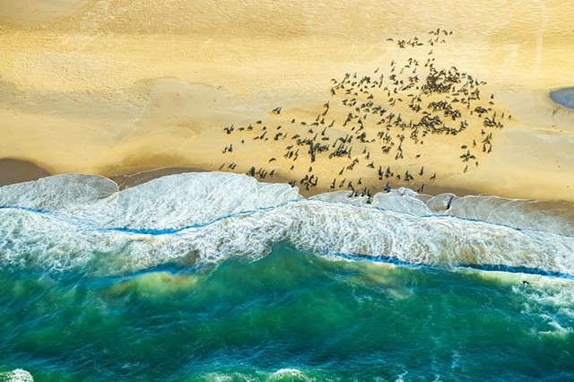 Seal Colony From Above