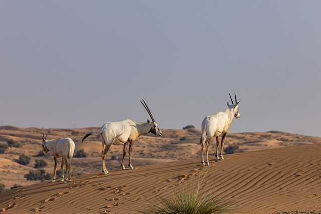Arabian Oryx 1