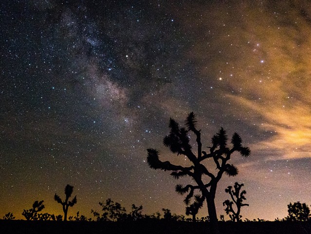 Milky Way with Joshua Tree