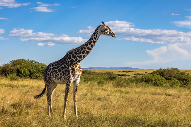 Giraffe Blue Skies