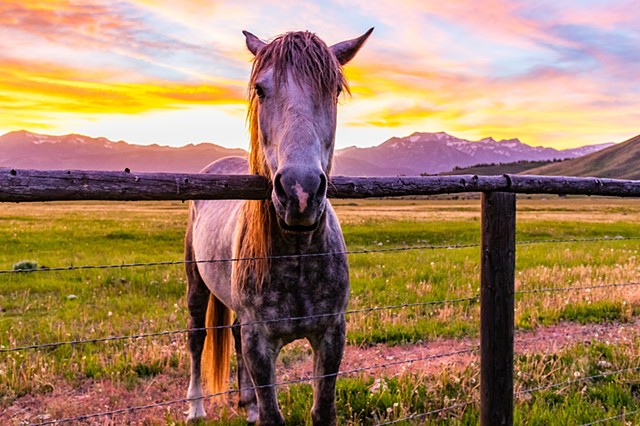 Horse and Sunset 2