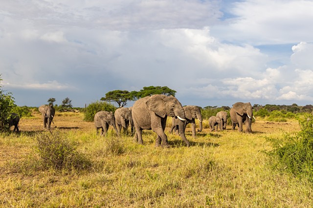Elephant Party