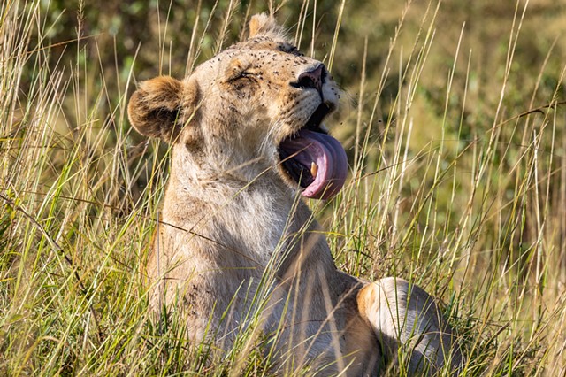 Yawn