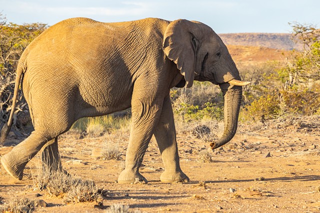 Desert Elephant 2