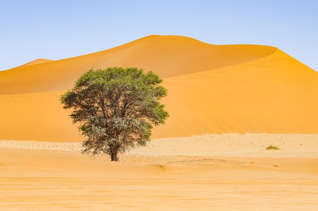 Dune and Tree