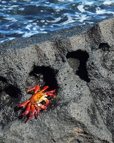 Crab on Lava Rock