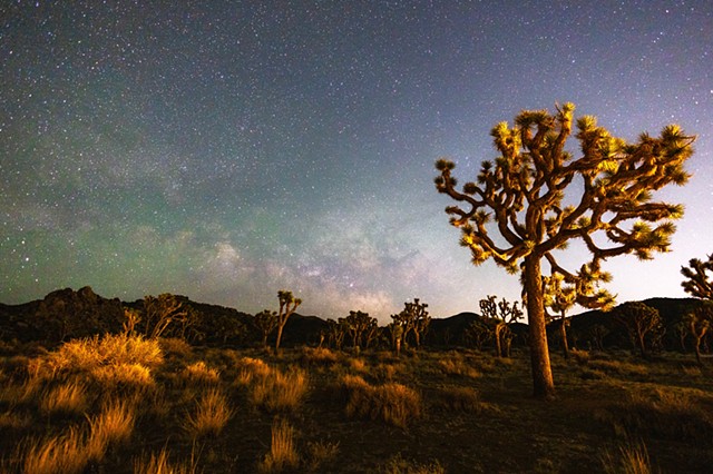Joshua Tree Twinkle