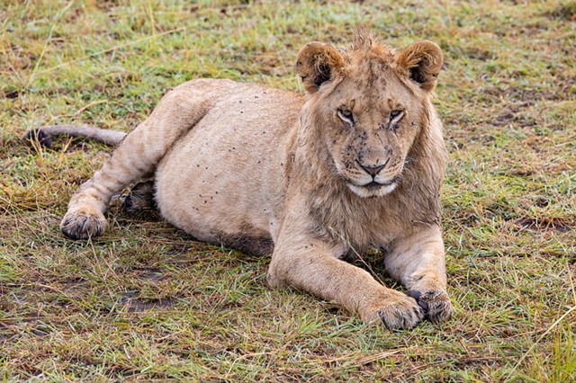 Lion Poses