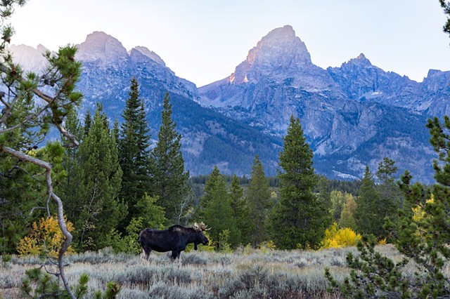Moose at Taggart Lake 