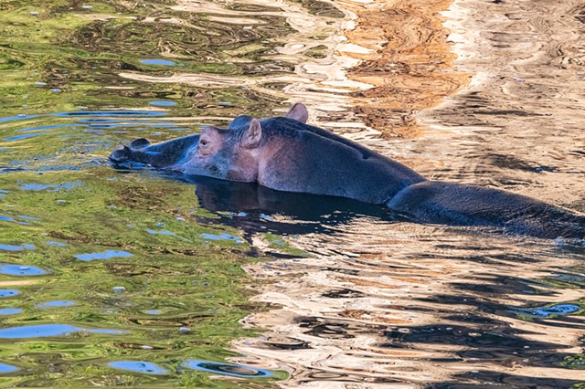 The Elusive Hippo