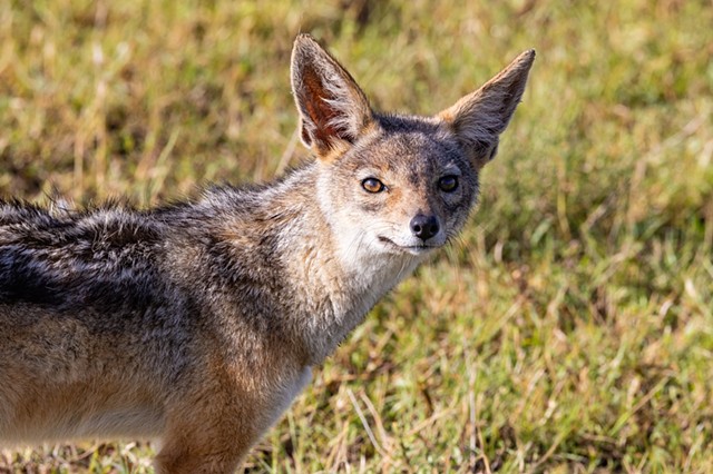 Day of the Jackal