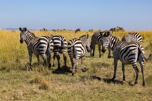 Zebra Gathering at Breakfast