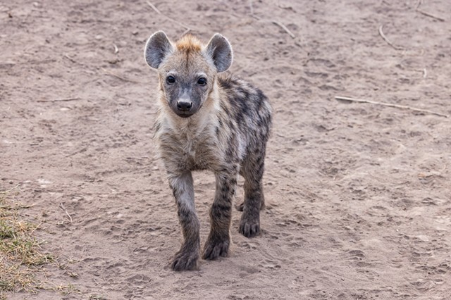 Baby Hyena