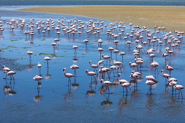Flamingos in Unison 2