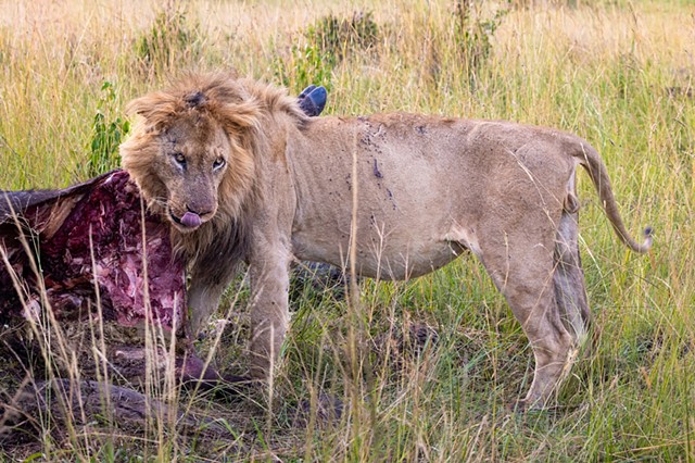 The King Protects His Kill