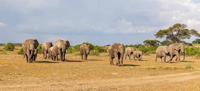 Elephants on the Move
